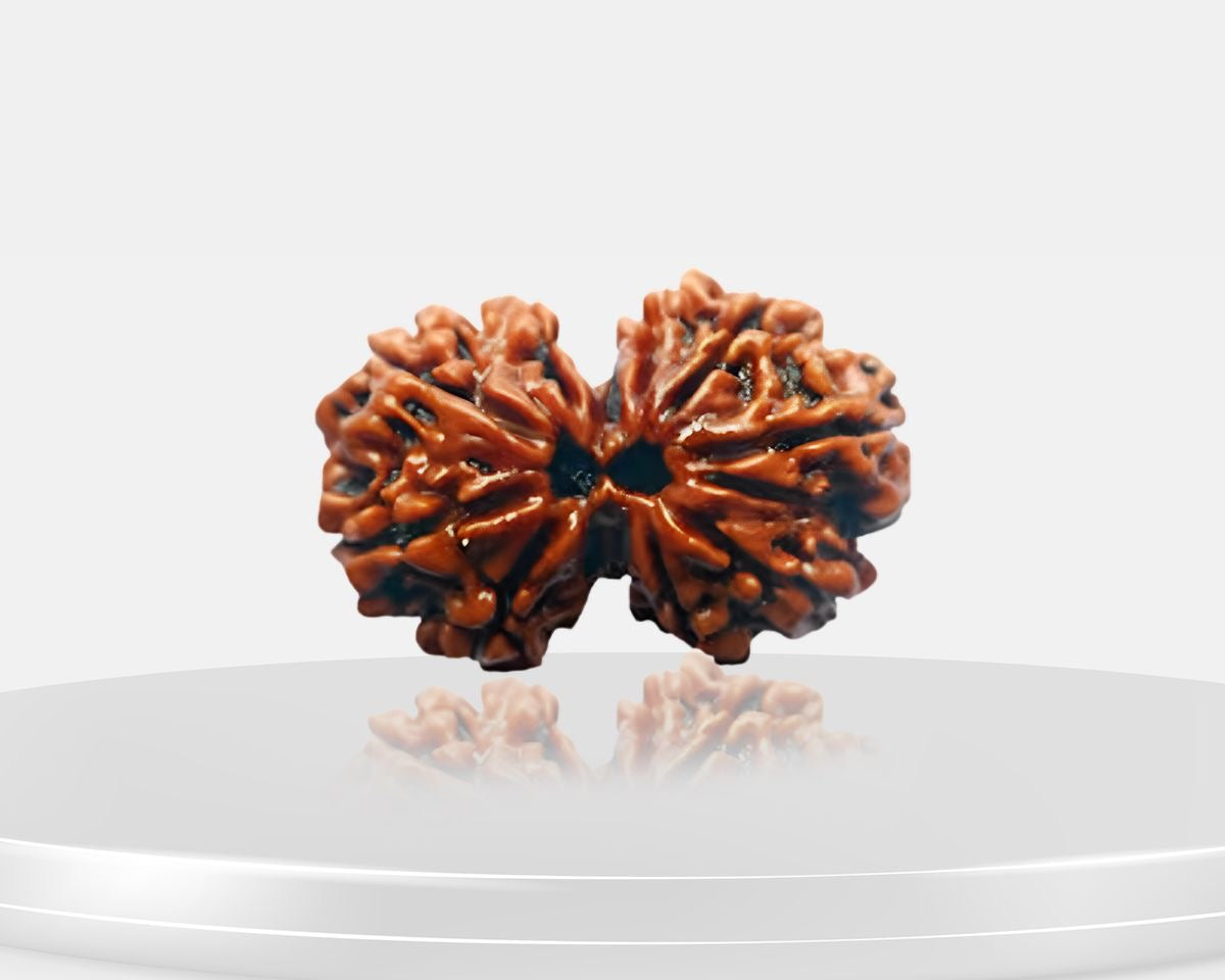Rudraksha (Certified)