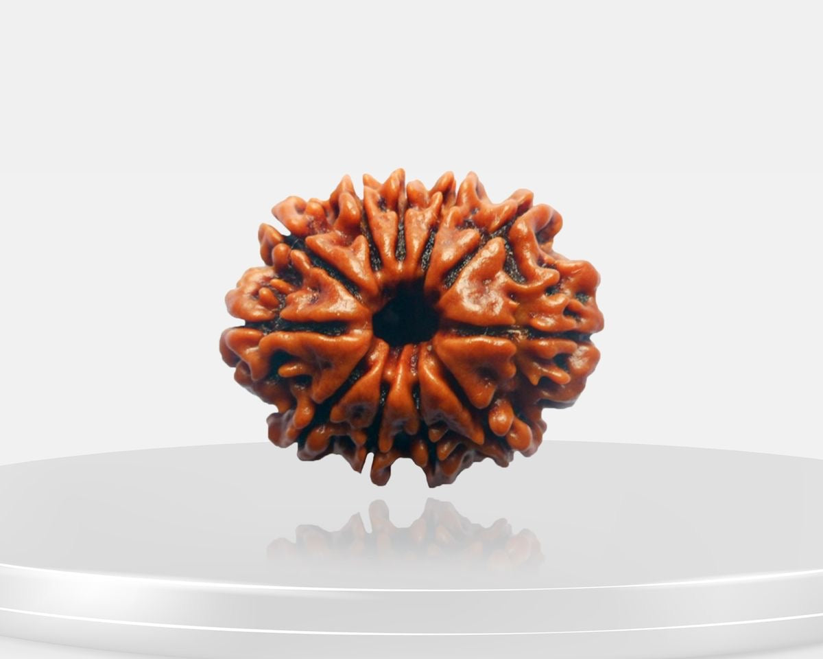 11 Mukhi Rudraksha – AAA Quality | Certified | 18-25 mm | Nepal Origin