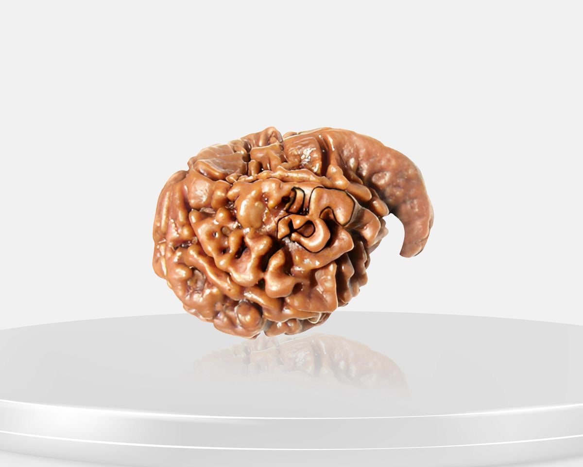 Ganesh Ji Rudraksha – AAA Quality | Certified | 18-25 mm | Nepal Origin
