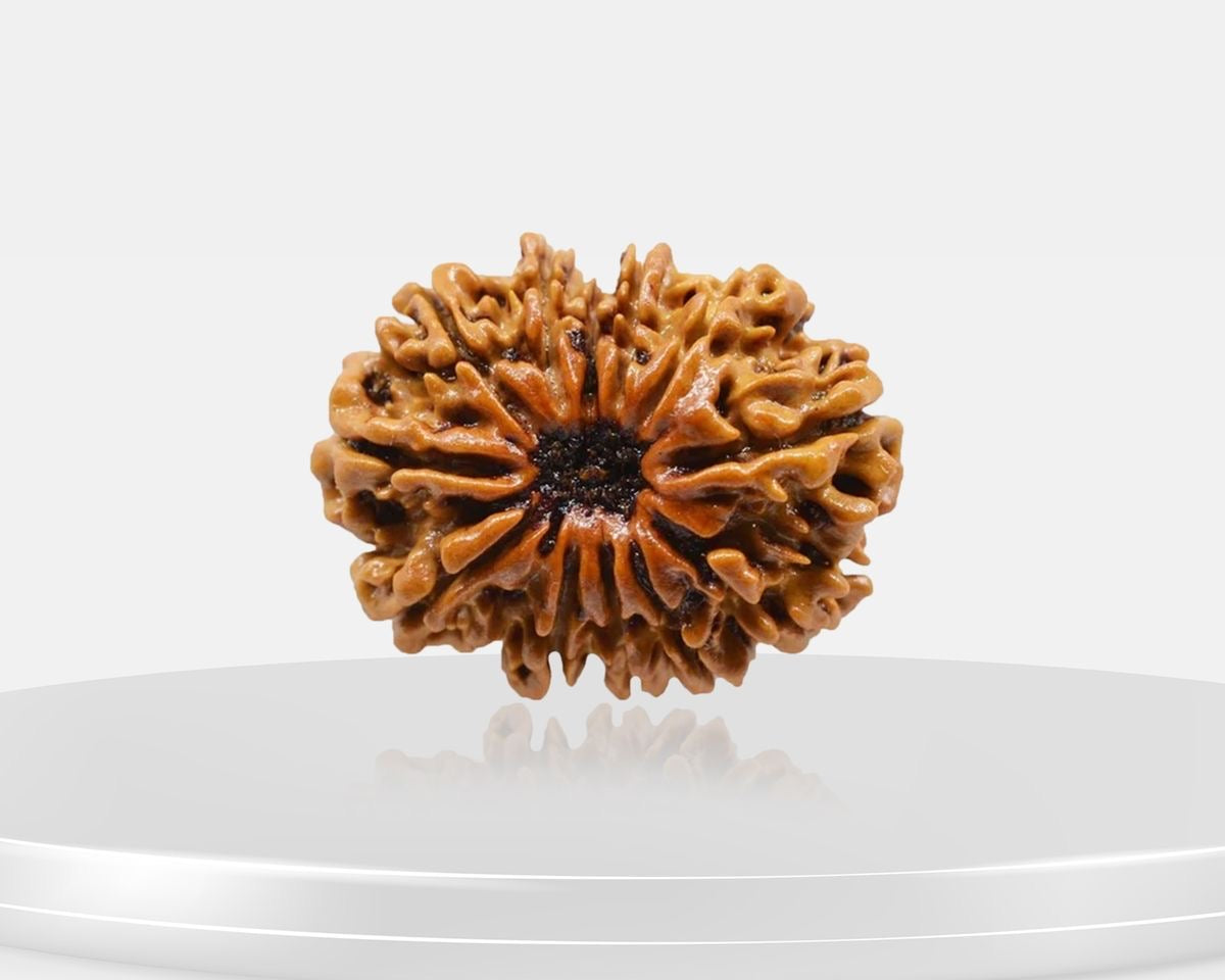 12 Mukhi Rudraksha – AAA Quality | Certified | 18-25 mm | Nepal Origin