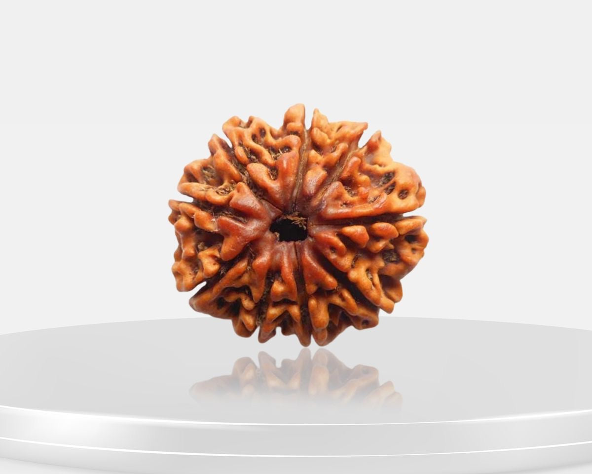 9 Mukhi Rudraksha – AAA Quality | Certified | 18-25 mm | Nepal Origin