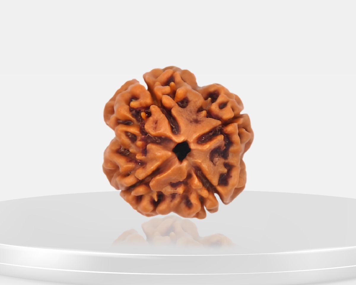 4 Mukhi Rudraksha – AAA Quality | Certified | 18-25 mm | Nepal Origin