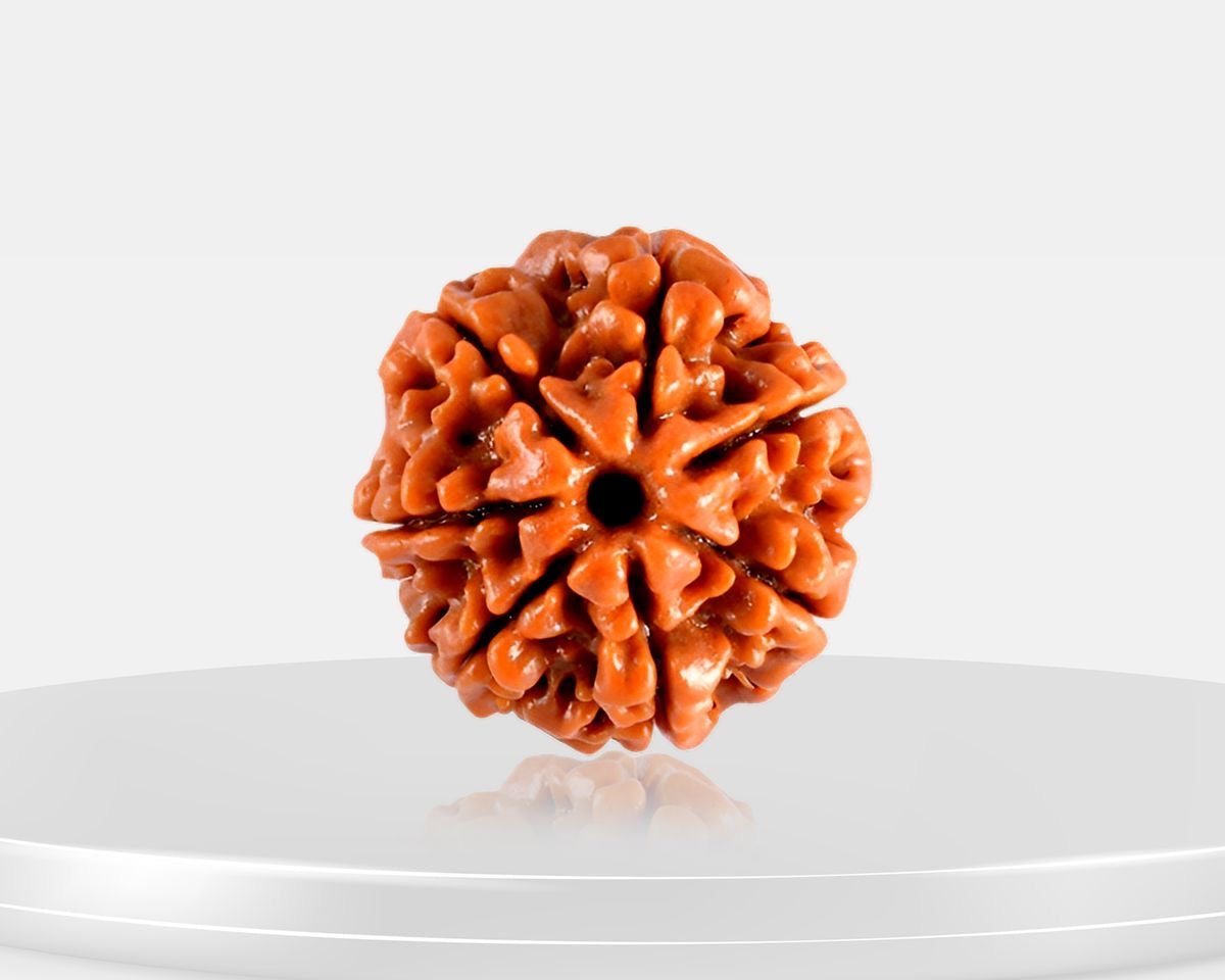 7 Mukhi Rudraksha – AAA Quality | Certified | 18-25 mm | Nepal Origin