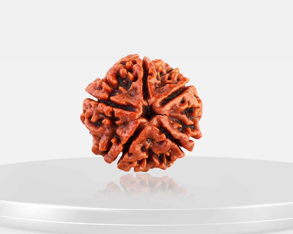 5 Mukhi Rudraksha – AAA Quality | Certified | 18-25 mm | Nepal Origin