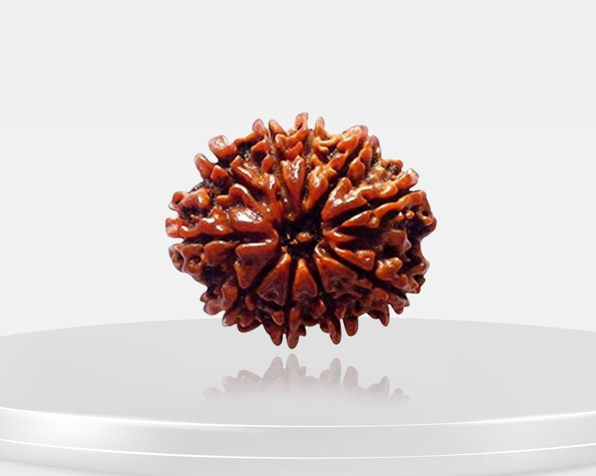 10 Mukhi Rudraksha – AAA Quality | Certified | 18-25 mm | Nepal Origin
