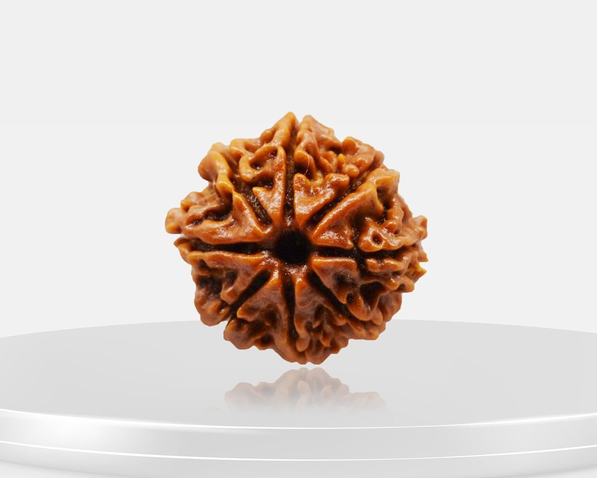 8 Mukhi Rudraksha – AAA Quality | Certified | 18-25 mm | Nepal Origin