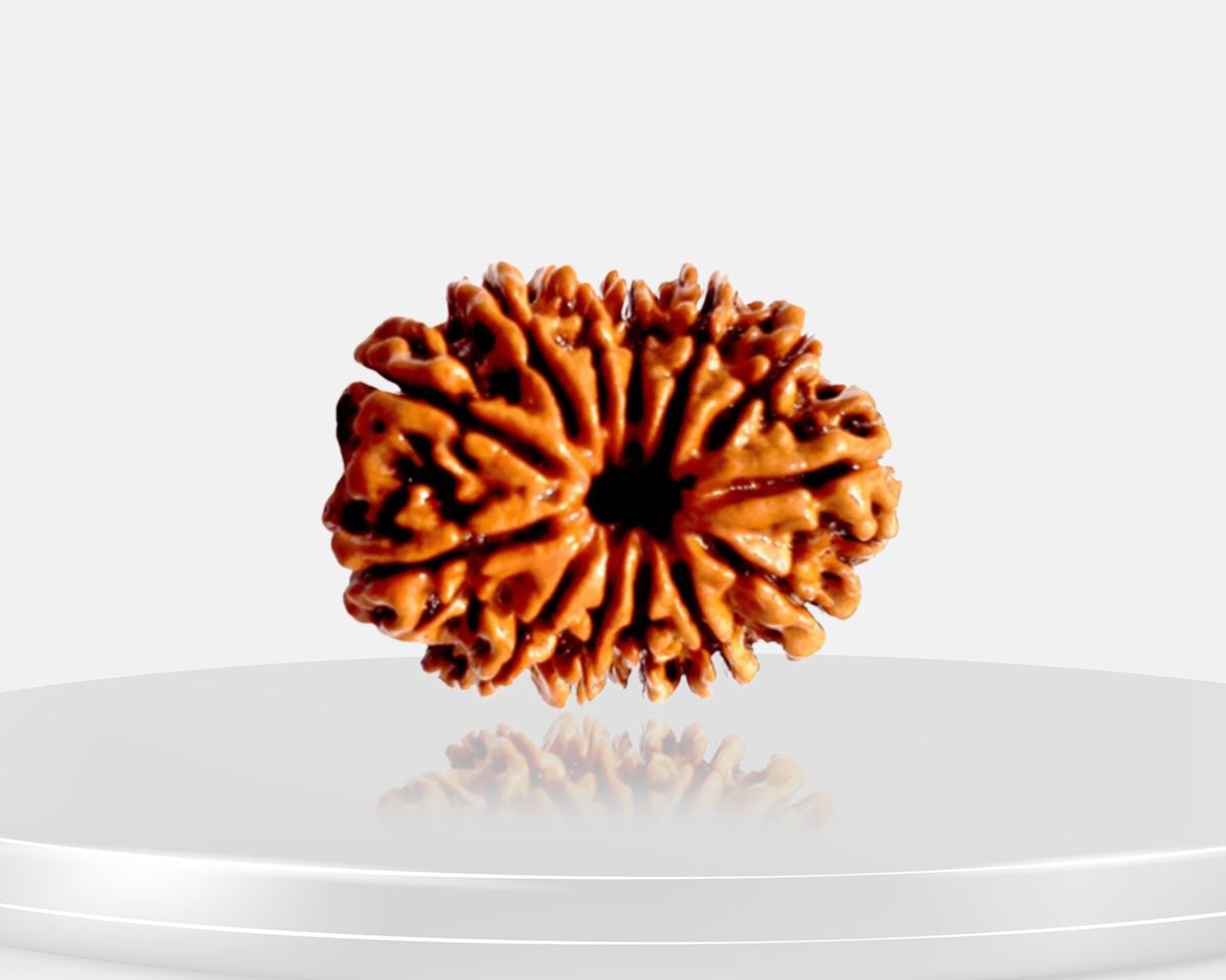 13 Mukhi Rudraksha – AAA Quality | Certified | 18-25 mm | Nepal Origin