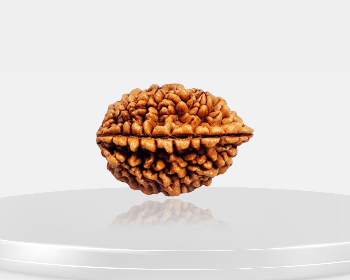 2 Mukhi Rudraksha | Certified | Size 18-25 mm | Nepal Origin
