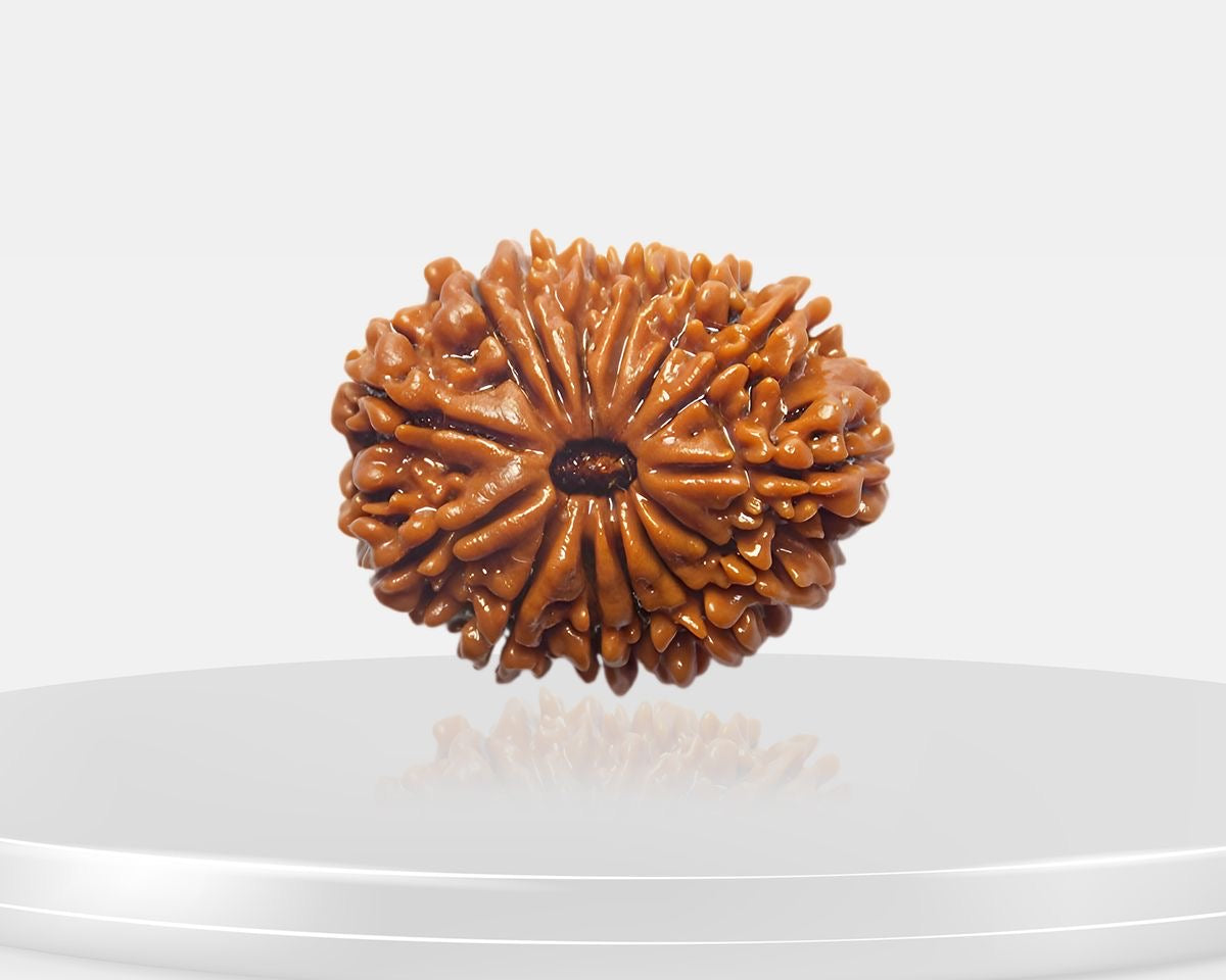 14 Mukhi Rudraksha – AAA Quality | Certified | 18-25 mm | Nepal Origin
