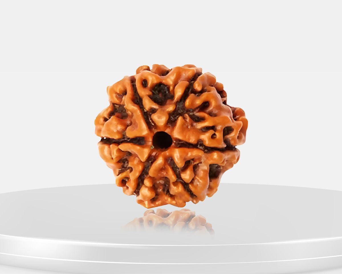6 Mukhi Rudraksha – AAA Quality | Certified | 18-25 mm | Nepal Origin