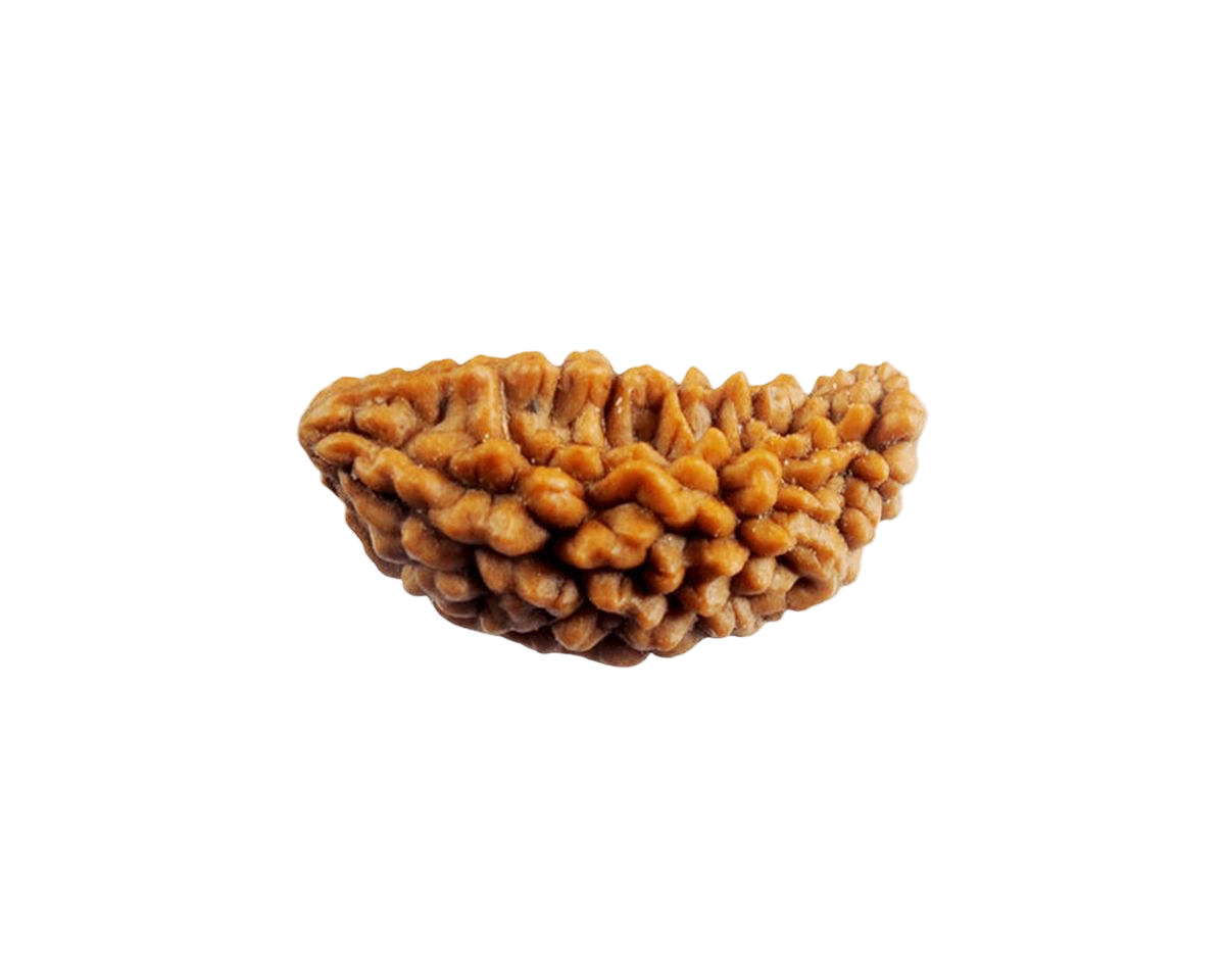 1 Mukhi Rudraksha – AAA Quality | Certified | 18-25 mm | South India Origin